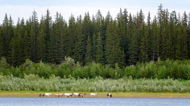 Τα φωτεινά άλογα της αγέλης Yakut τρώνε το γρασίδι κατά μήκος της ακτής βόρεια του ποταμού Vilyui στο φόντο ενός αριθμού κωνοφόρων δέντρων και βρίσκονται σε τακτική ανάπτυξη. - Φωτογραφία, εικόνα