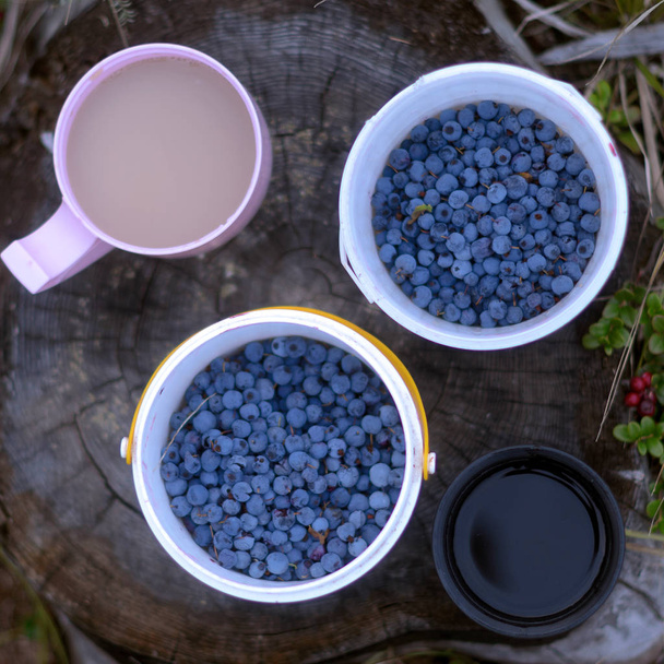 Két bögre fehér tea, tej és fekete kávé állni egy Stump mellett egy vad áfonya, gyűjtött vödörben és a növekvő a fűben bogyó Észak-Cowberry. - Fotó, kép