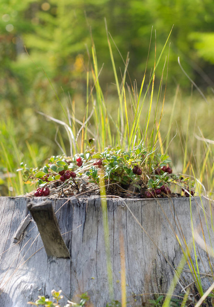 Чагарники цвітіння диких журавлини ростуть густо на старому пеньку серед трави на фоні Північного лісу в тайці Якутія осені. - Фото, зображення