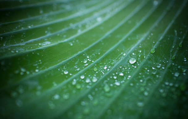 Fondo natural textura de hoja verde fresca y gotas de agua
 - Foto, imagen