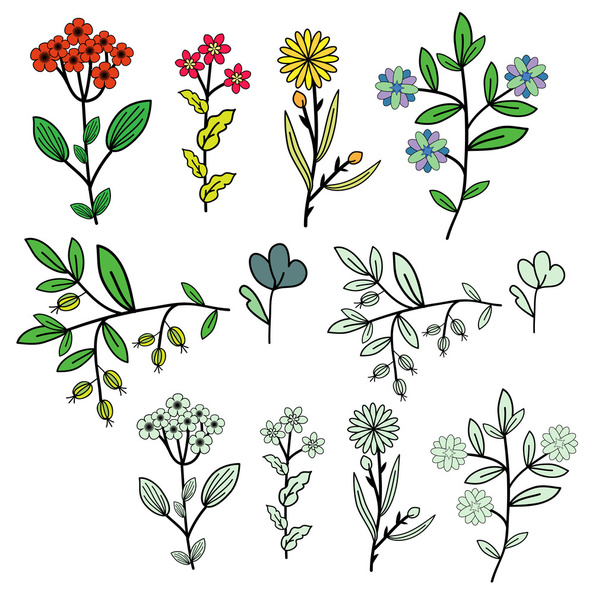 Set di fiori
 - Vettoriali, immagini