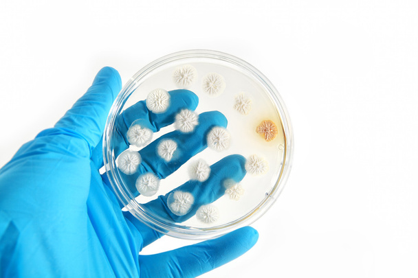 genetically modified fungi on agar plate - Photo, Image