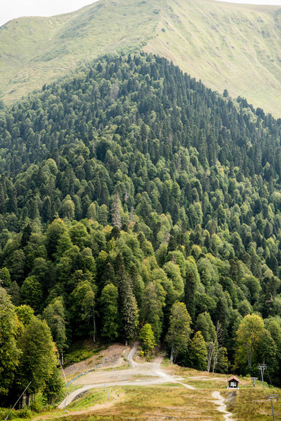 Fir Forest. Sochi. Krasnaya Polyana. Russia. - Photo, Image