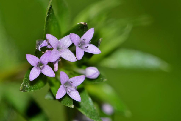Obrázek o květinách modrého Fieldmaddera (Sherardia arvensis). Jsou to běžné plevel, které se vyskytuje v mnoha částech světa. - Fotografie, Obrázek