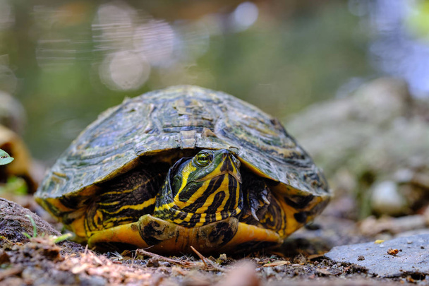 Imagem macro de trachemys scripta, tartaruga pantanosa americana
 - Foto, Imagem