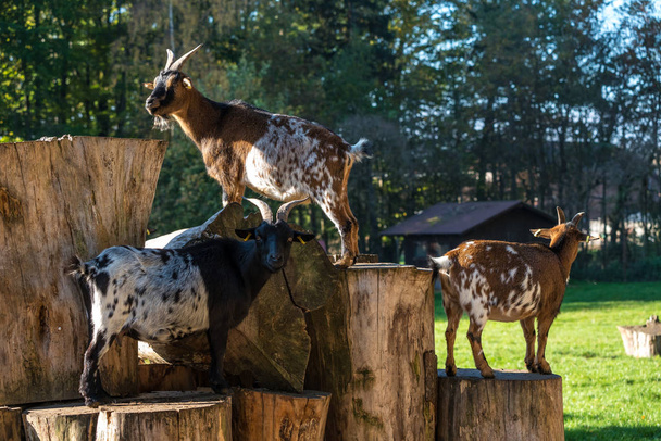 Domestic Goat, Capra aegagrus hircus in a park - Photo, Image
