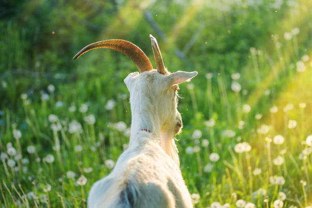 Yeşil çimenler üzerinde çiftlikte keçi kapatın. Karahindiba tarlasında keçi - Fotoğraf, Görsel