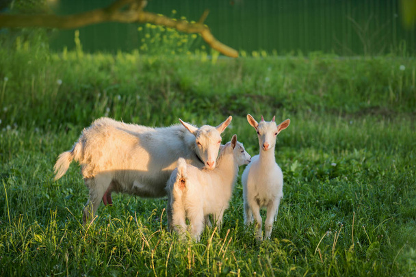Стадо фермерских коз. Белая коза с детьми
 - Фото, изображение