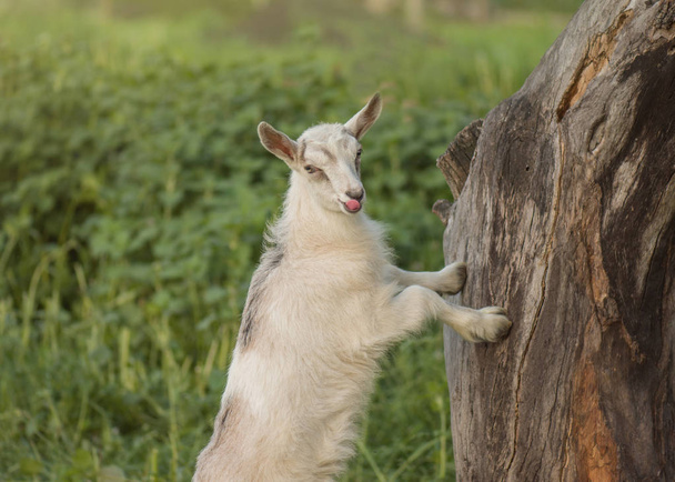 Kleine witte geit Kid in een veld. Kleine witte geit in gras - Foto, afbeelding