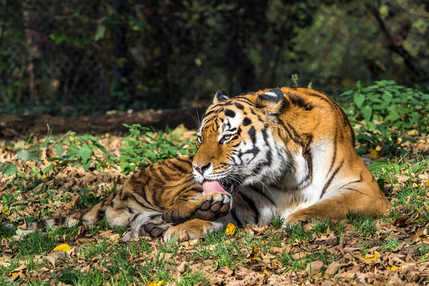 Le tigre de Sibérie, Panthera tigris altaica dans le zoo
 - Photo, image