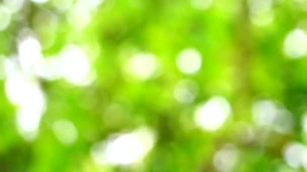 abstrakte grüne Blätter verschwimmen bunt von Sonnenlicht und Baum im Garten Hintergrund - Filmmaterial, Video