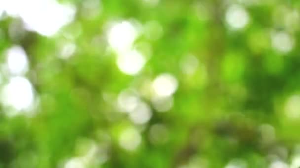 abstrakte grüne Blätter verwischen buntes Sonnenlicht und Baum im Garten Hintergrund - Filmmaterial, Video