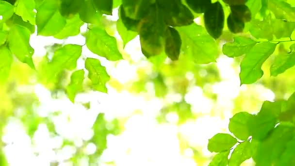 πράσινα φύλλα θόλωμα πολύχρωμο του ήλιου και του δέντρου στο φόντο του κήπου - Πλάνα, βίντεο