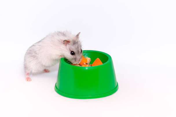 Hamster on a white background eats a carrot from the bowl - Foto, immagini