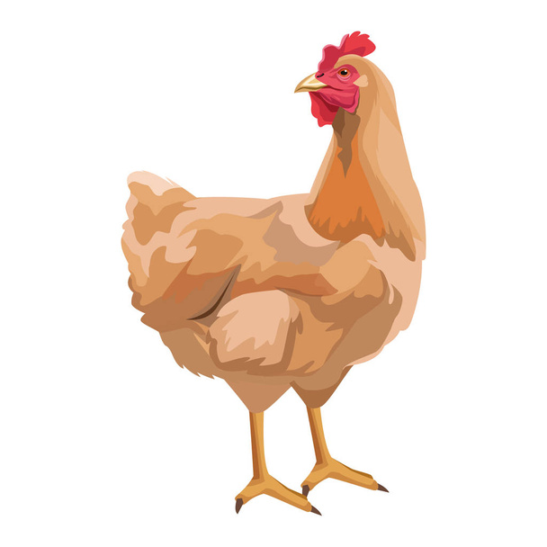 Ícone de galinha desenhos animados
 - Vetor, Imagem
