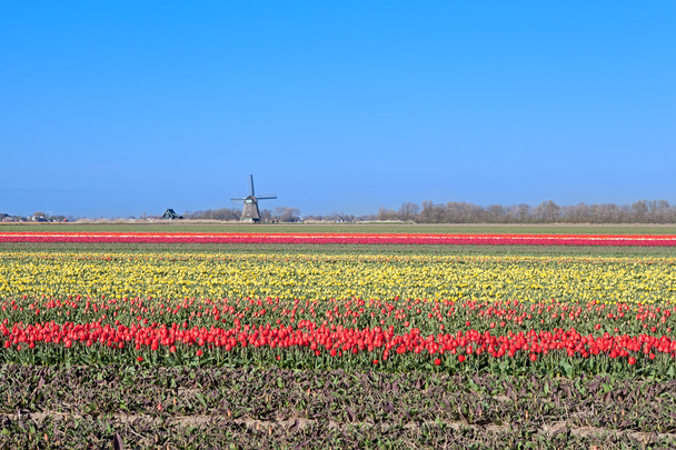 tulipanes coloridos y molino holandés
 - Foto, imagen