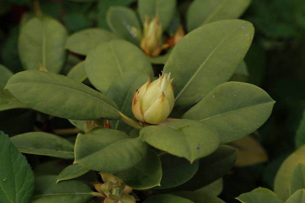 foukané krásné magnólie květ na stromě se zelenými listy - Fotografie, Obrázek