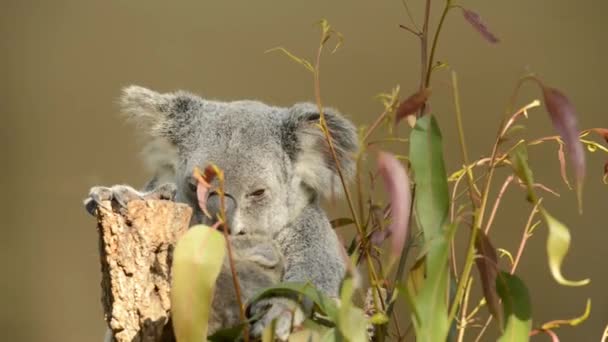 Roztomilá australská matka Koala s Joeym na stromě, který odpočívá během dne. - Záběry, video