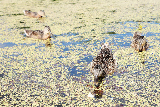 Göldeki ördekler ekmek, mama ördeği ve genç ördek yavrusu yiyor. - Fotoğraf, Görsel