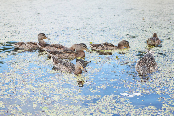 Kachny na jezeře jedí chléb, Mama Kačer a mladé duckliny - Fotografie, Obrázek