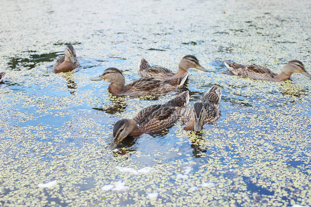 Les canards sur le lac mangent du pain, le canard maman et les jeunes canetons
 - Photo, image