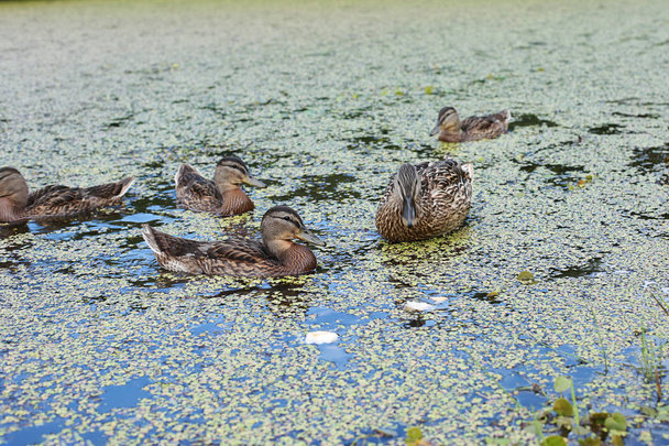 Patos en el lago comen pan, Mamá pato y patitos jóvenes
 - Foto, imagen