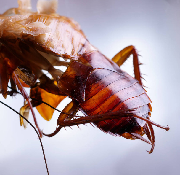 Hamam böceği yakın çekim - Fotoğraf, Görsel