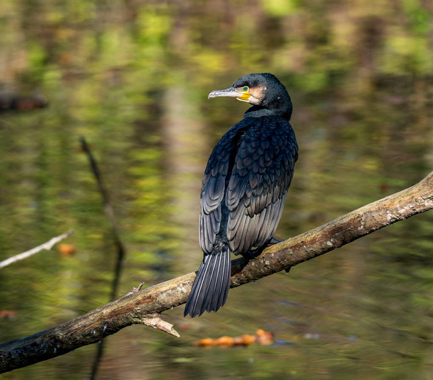 The great cormorant, Phalacrocorax carbo drying his feathers. - Photo, Image