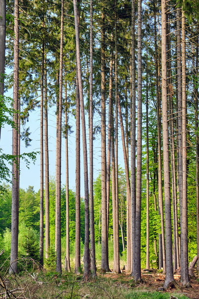 Trunks of some high spruce trees seen in a german forest - Photo, Image