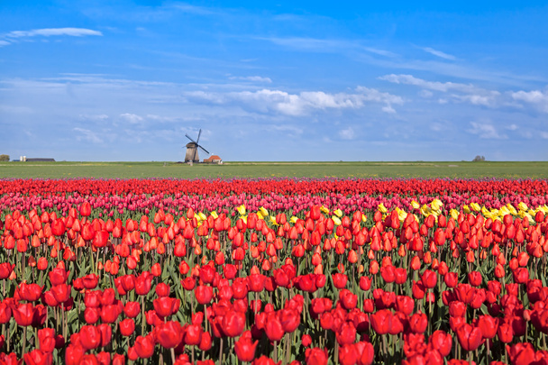赤、ピンク、黄色のチューリップ畑と風車 - 写真・画像