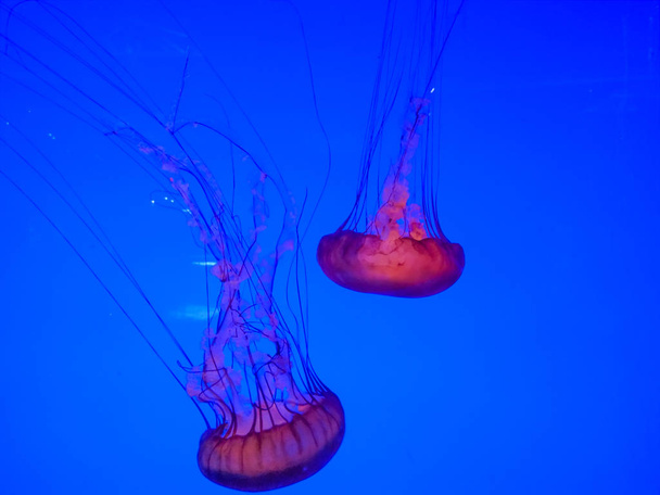 Velké světlé medúzy, které se koupaly ve vodě akvária - Fotografie, Obrázek