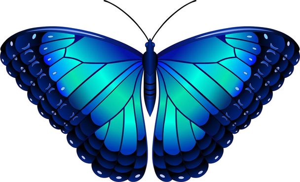 Sowa Butterfly lat Caligo Eurilochus grafika wektorowa do projektowania stron internetowych i druku - Wektor, obraz