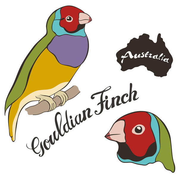Gouldian finch vector image isolated on white background. Lady Gouldian Finch Gould's Finch or the Rainbow Finch in full growth and head. Fauna Australia. Australian tropical bird with bright coloring - Вектор,изображение