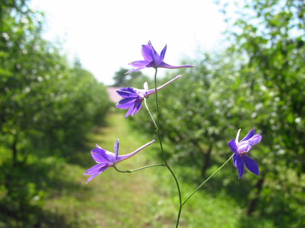 Harebell wildflowers - Campanula rotundifolia no prado
 - Foto, Imagem