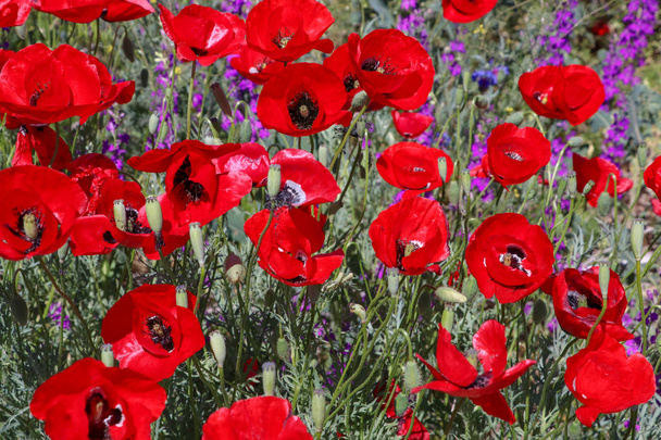Поле ярко-красных кукурузных маковых цветов летом - Фото, изображение