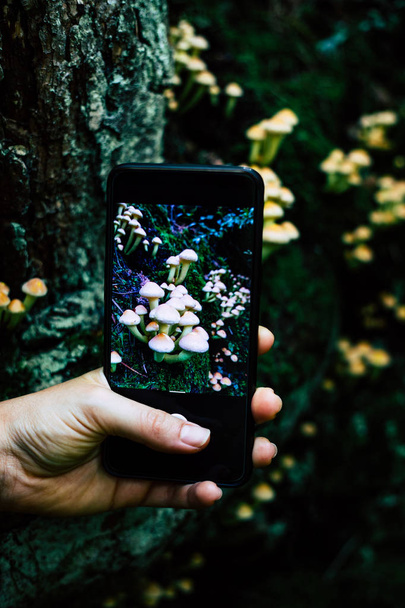 Woman hand taking a picture to mushrooms with a smartphone in the forest - Photo, Image
