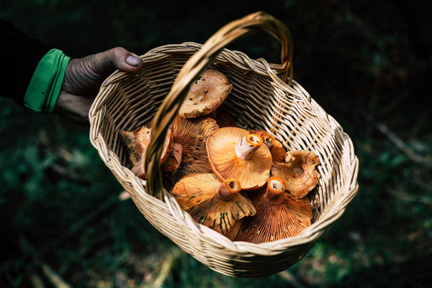 Man hand holding basket with picked bloody milk cap mushrooms - Fotó, kép