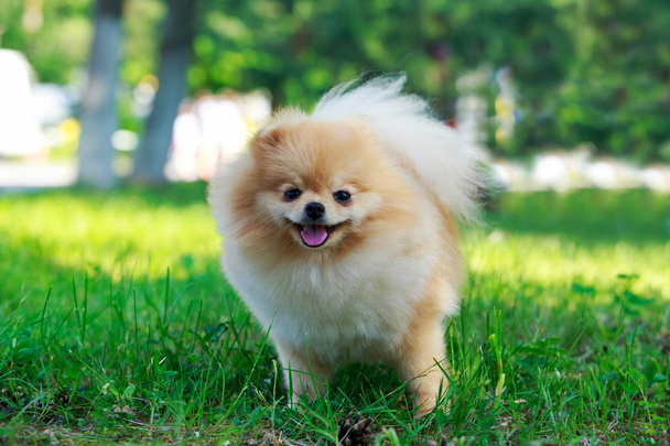 The dog breed pomeranian spitz - Foto, imagen