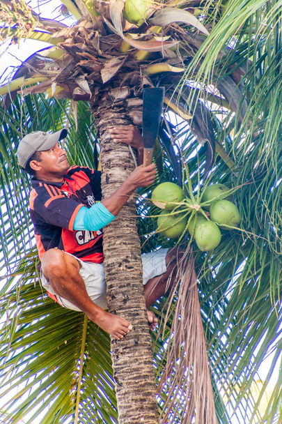 JOAO PESSOA, BRAZIL - OCTOBER 13, 2016: Local man is harvesting coconuts in Joao Pessoa. - Zdjęcie, obraz
