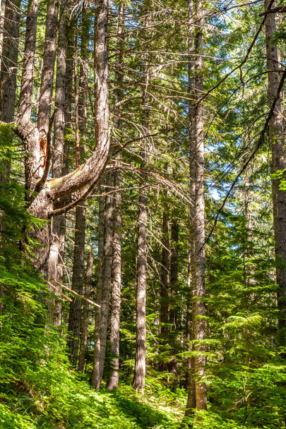 Forêt du Mont Rainier
 - Photo, image