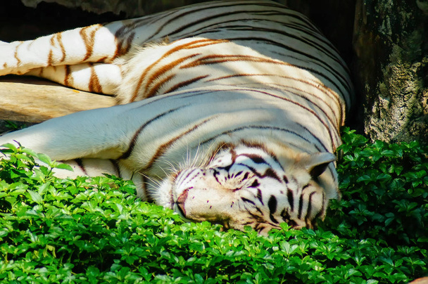 Bílý tygr ležící na zelené trávě na slunném slunci - Fotografie, Obrázek