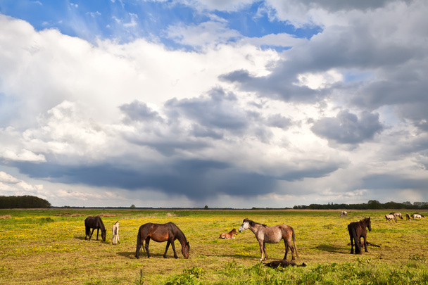 άλογα και πουλάρια σε βοσκότοπους κάτω από θυελλώδη ουρανό - Φωτογραφία, εικόνα