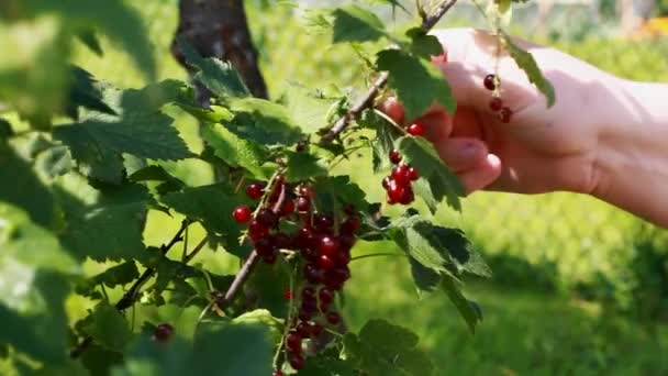 Mão perto do arbusto de passa de Corinto vermelho
 - Filmagem, Vídeo