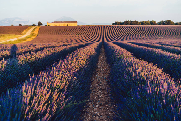 Scenic view of blooming purple lavender fields in Provence sight countryside, beautiful nature landscape of rural farmlands at sunset time, violet breathtaking flowers growing in rows during summer - Foto, Imagen