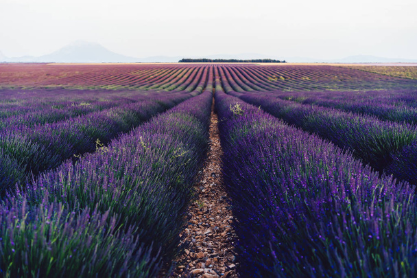 Scenic view of blooming purple lavender fields in Provence sight countryside, beautiful nature landscape of rural farmlands of agronomy, violet breathtaking flowers growing in rows during summer - Zdjęcie, obraz