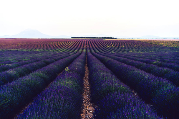Landelijk uitzicht op paarse lavendelvelden op Valensole plantage op het platteland van de Provence, prachtig natuurlandschap van landelijke agronomie boerderijen, violette adembenemende bloemen groeien in de zomer  - Foto, afbeelding