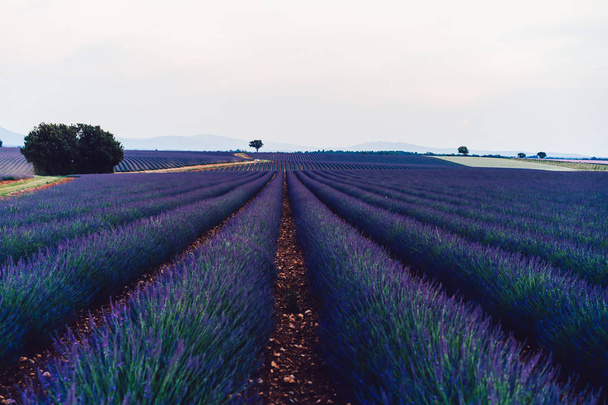 Scenic view of blooming purple lavender fields in Provence sight countryside, beautiful nature landscape of rural farmlands of agronomy, violet breathtaking flowers growing in rows during summer - Photo, image
