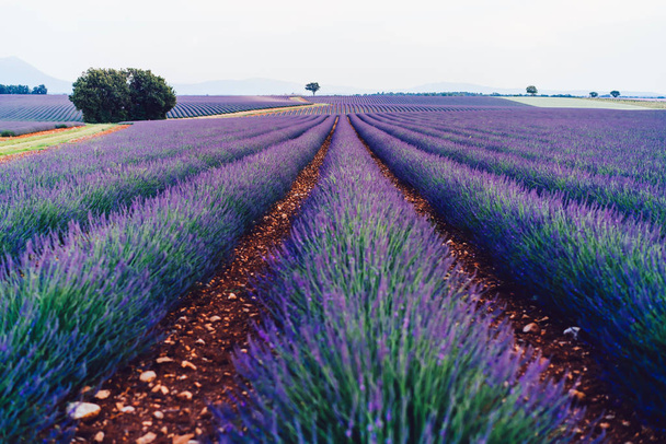 Scenic view of blooming purple lavender fields in Provence sight countryside, beautiful nature landscape of rural farmlands of agronomy, violet breathtaking flowers growing in rows during summer - Valokuva, kuva
