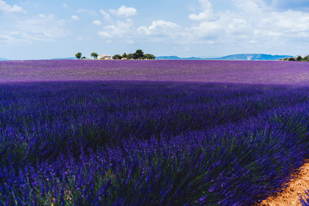 Begin blooming purple lavender in Provence sight countryside, beautiful nature rural cultivation of farmlands, violet breathtaking flowers growing in rows during summer - Photo, image