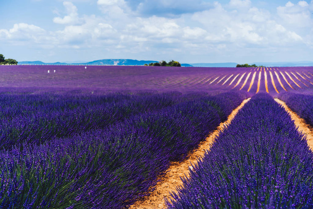 プロヴァンス地方のヴァレンソール・プランテーションの紫色のラベンダー畑の風景、農村農地の美しい自然景観、夏に成長する紫色の息をのむような花  - 写真・画像